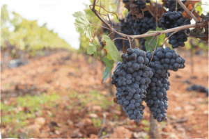 winery and vineyard group tour charter bus services merced ca